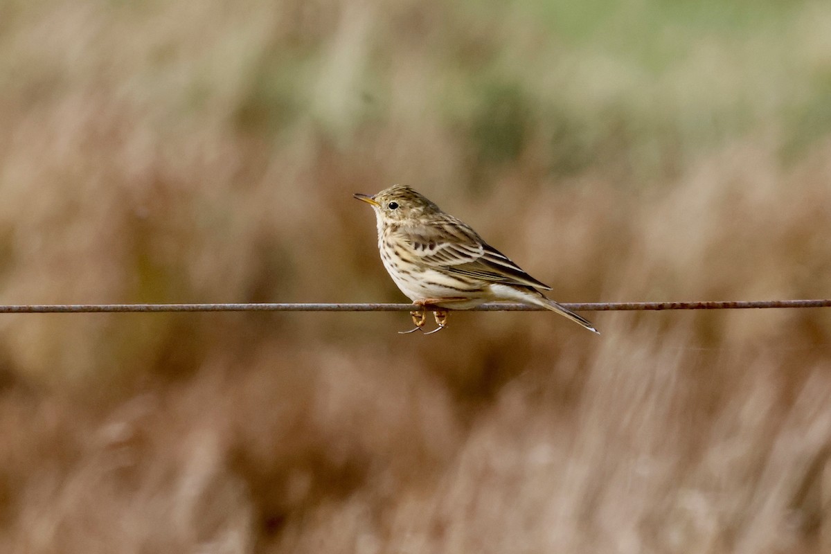 Meadow Pipit - Martin Hosier