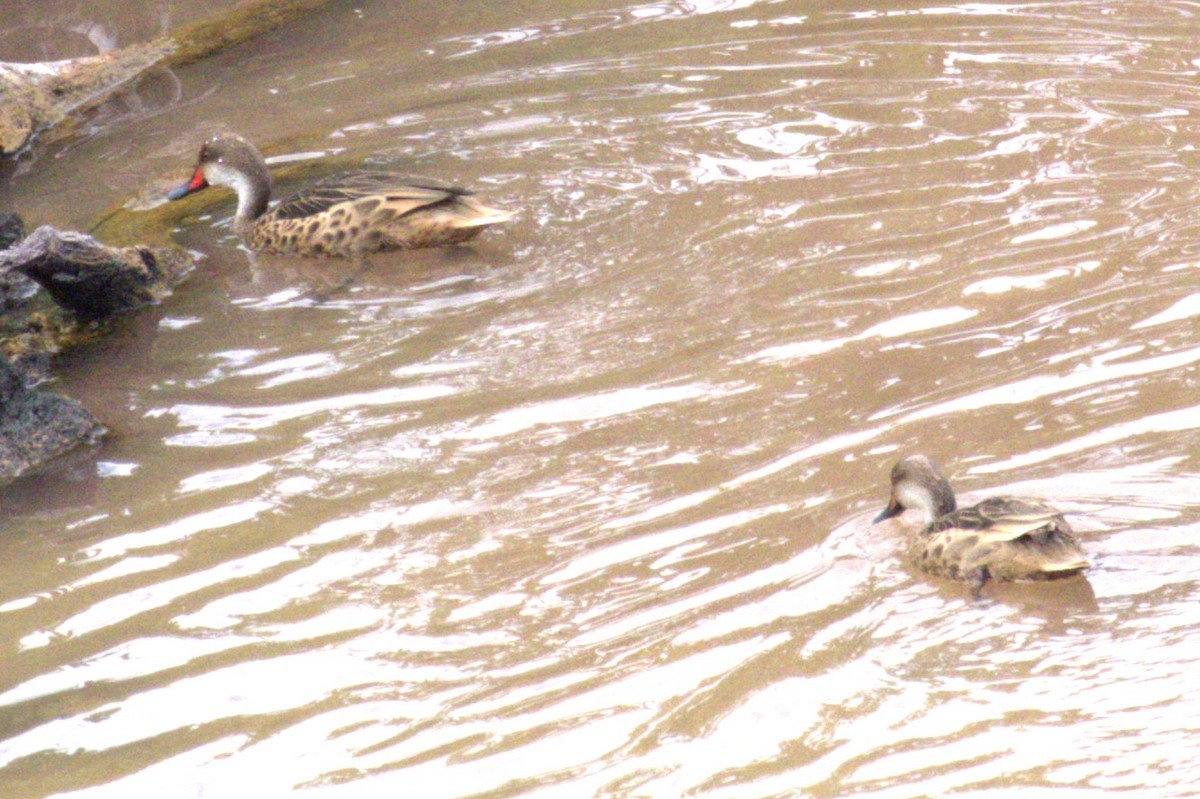 White-cheeked Pintail (Galapagos) - ML617134778