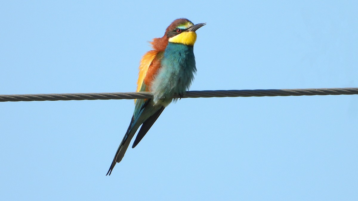 European Bee-eater - Manuel García Ruiz