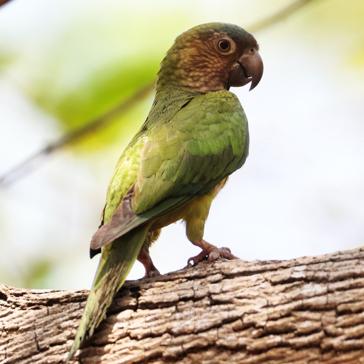 Brown-throated Parakeet - Jorge Alcalá