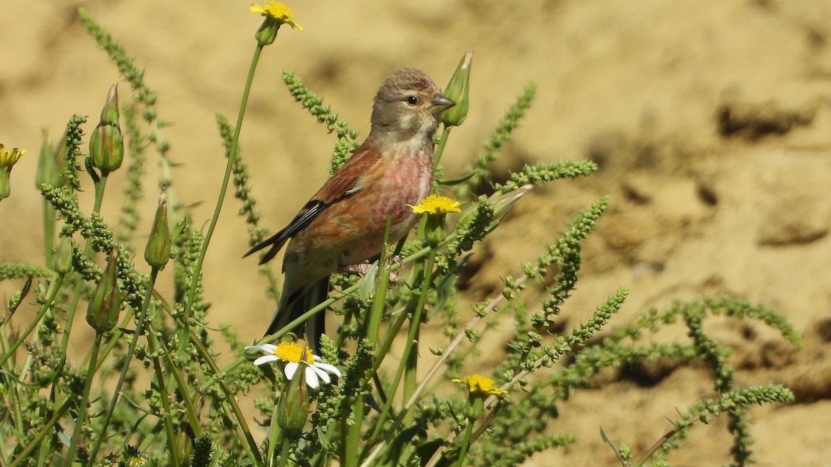 Eurasian Linnet - Manuel García Ruiz