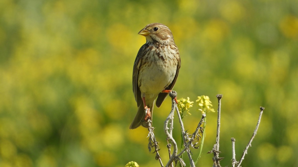 Corn Bunting - ML617134878