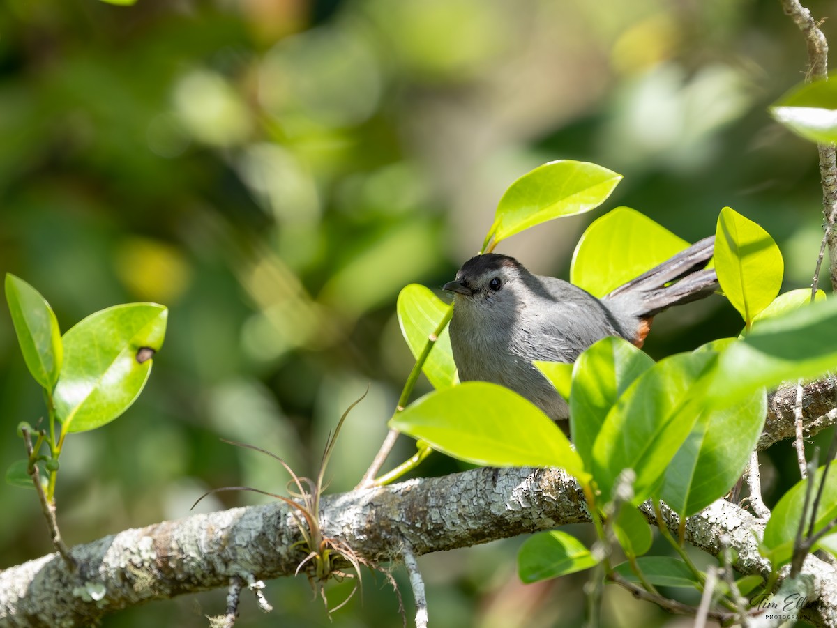 Gray Catbird - ML617134881