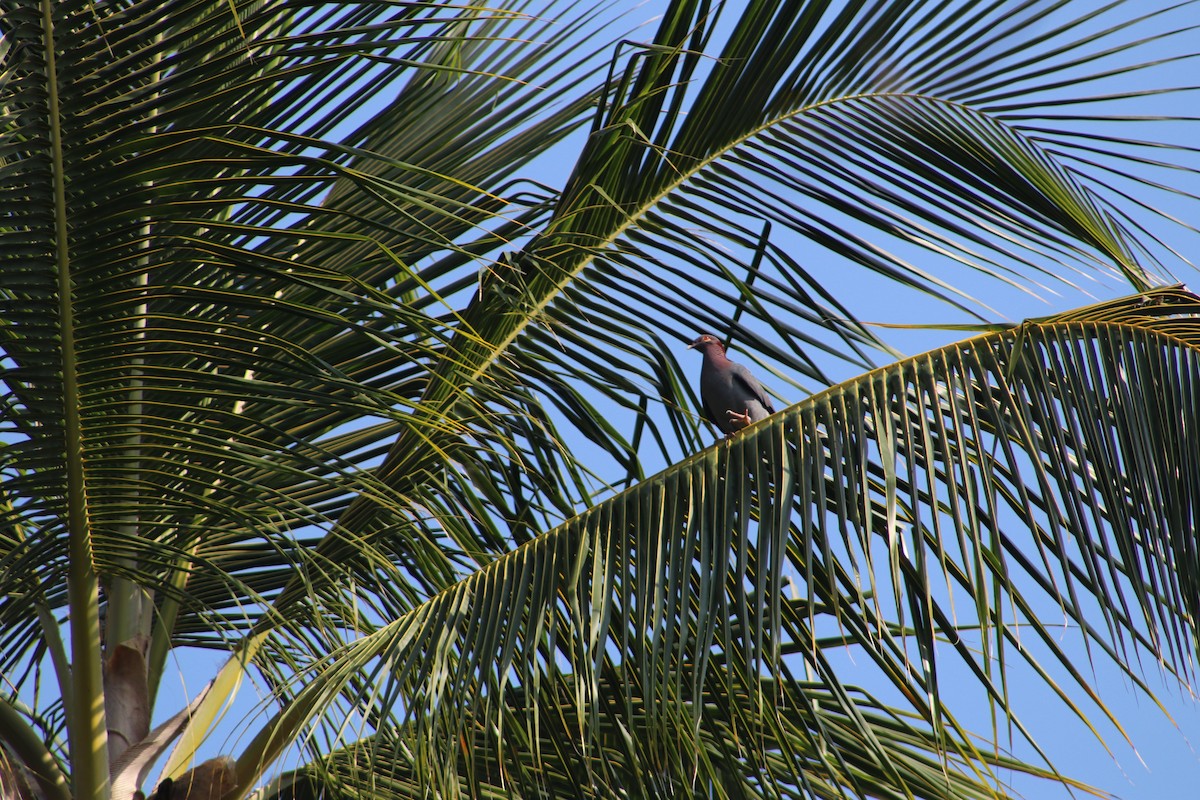 Scaly-naped Pigeon - ML617134930