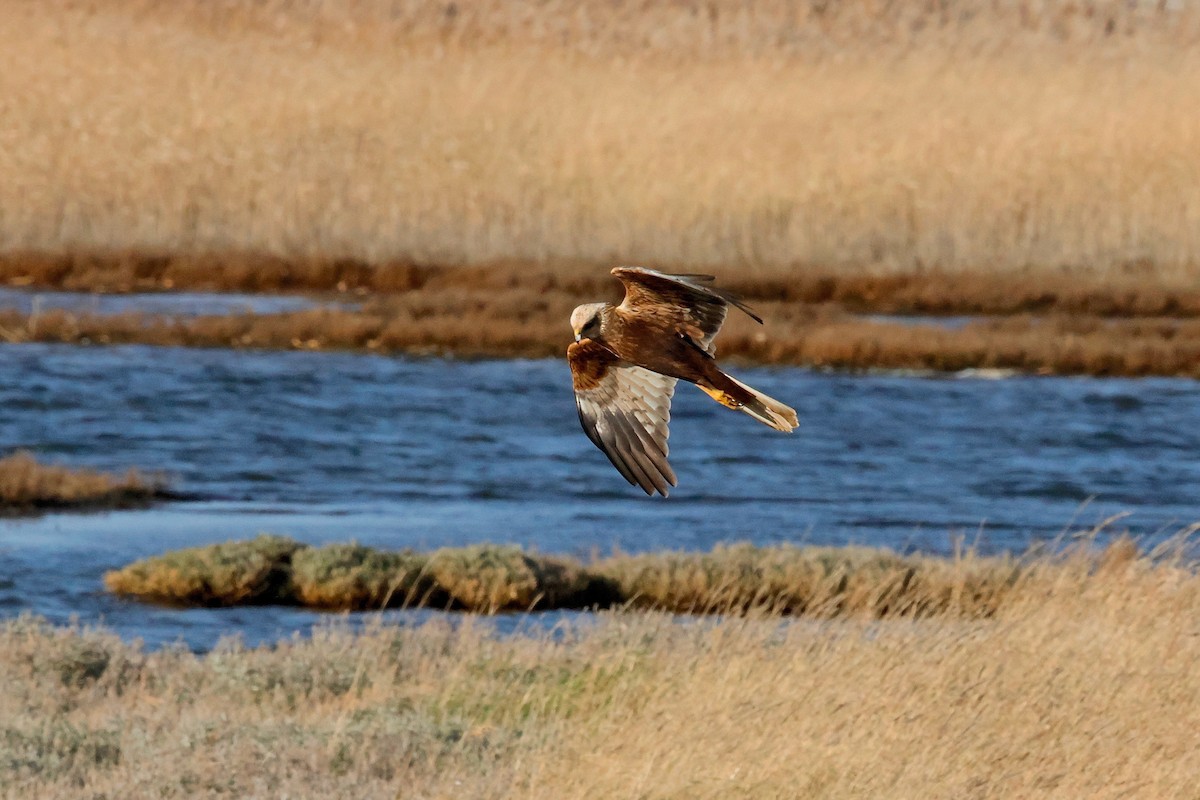 Western Marsh Harrier - Martin Hosier