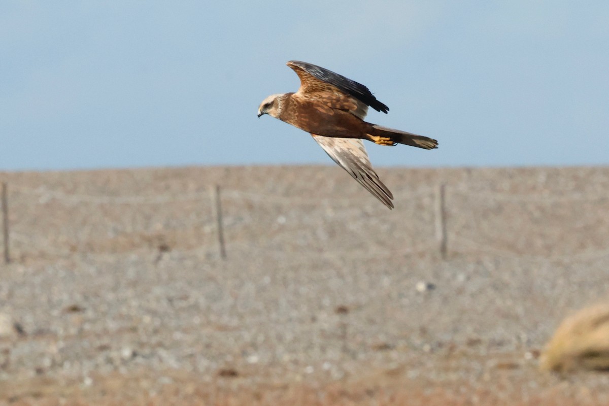 Western Marsh Harrier - Martin Hosier