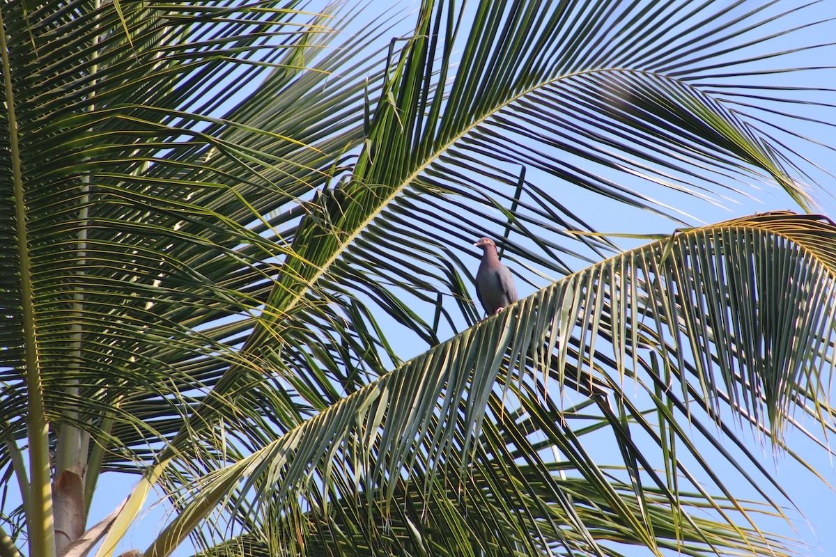 Pigeon à cou rouge - ML617134948