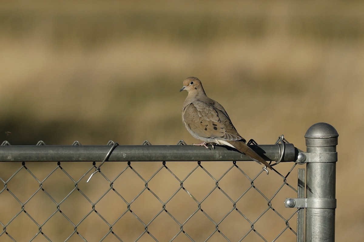 Mourning Dove - ML617134953