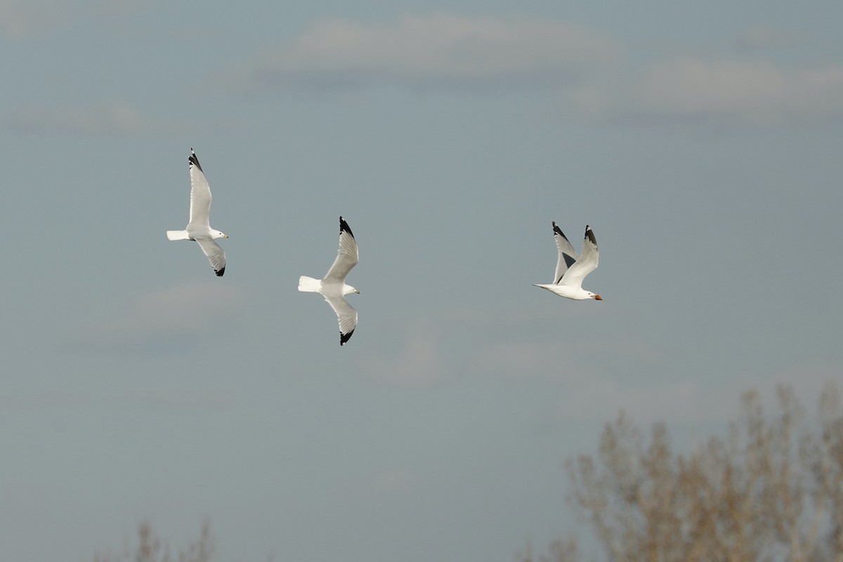 Ring-billed Gull - ML617134959