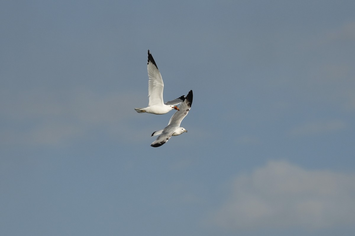 Ring-billed Gull - Paul Bonfils