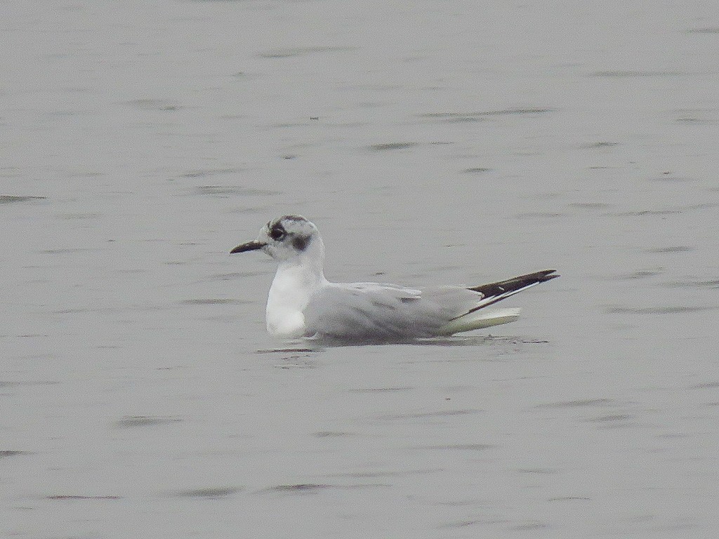 Bonaparte's Gull - Paul Winter