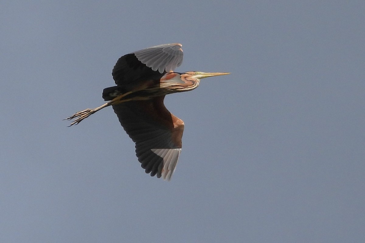 Purple Heron - ML617134972