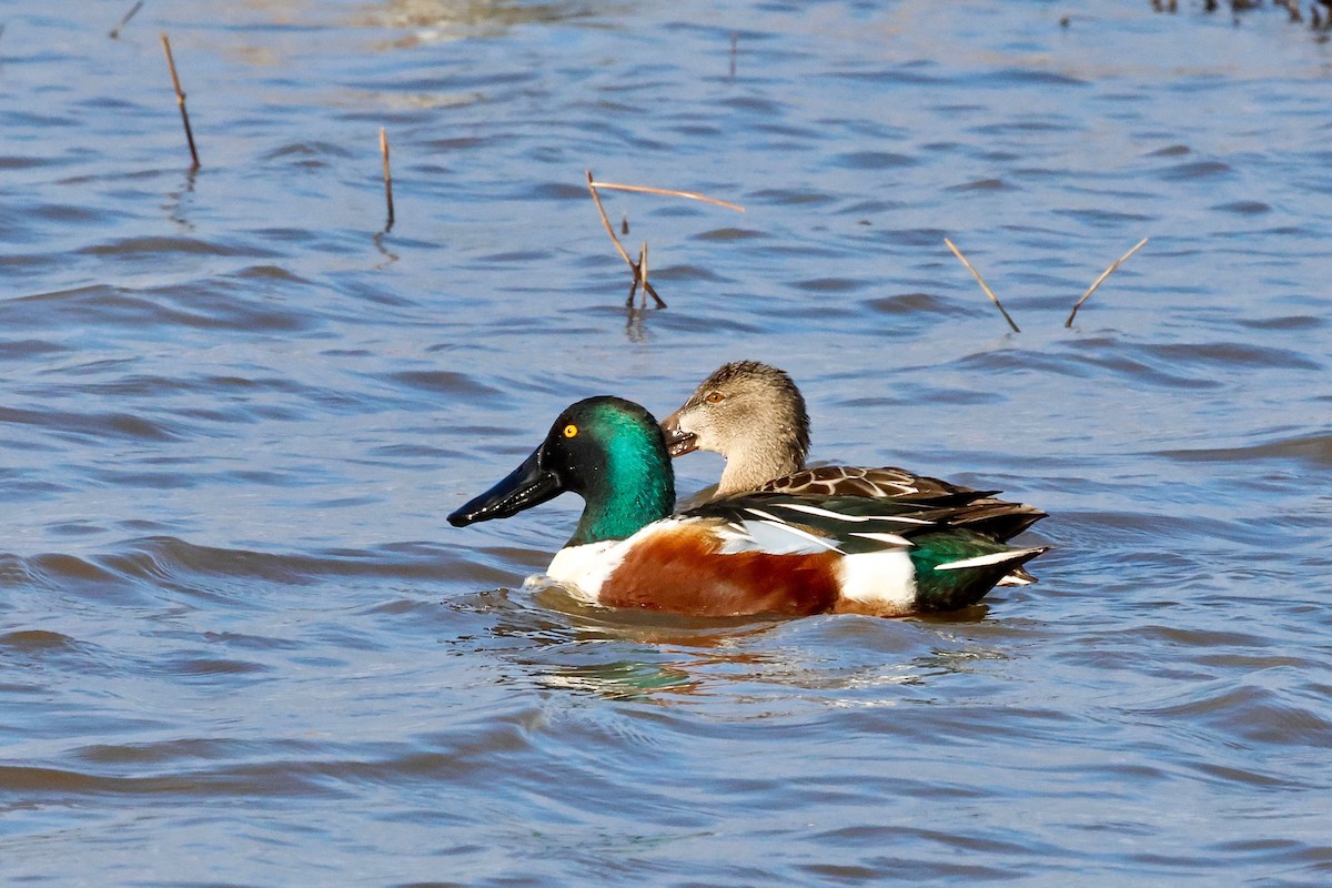 Northern Shoveler - Martin Hosier