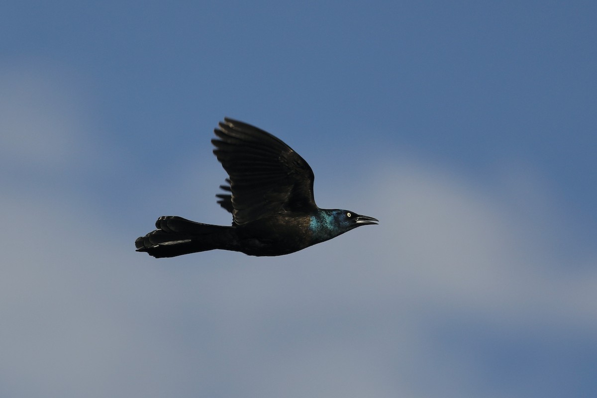 Common Grackle - Paul Bonfils