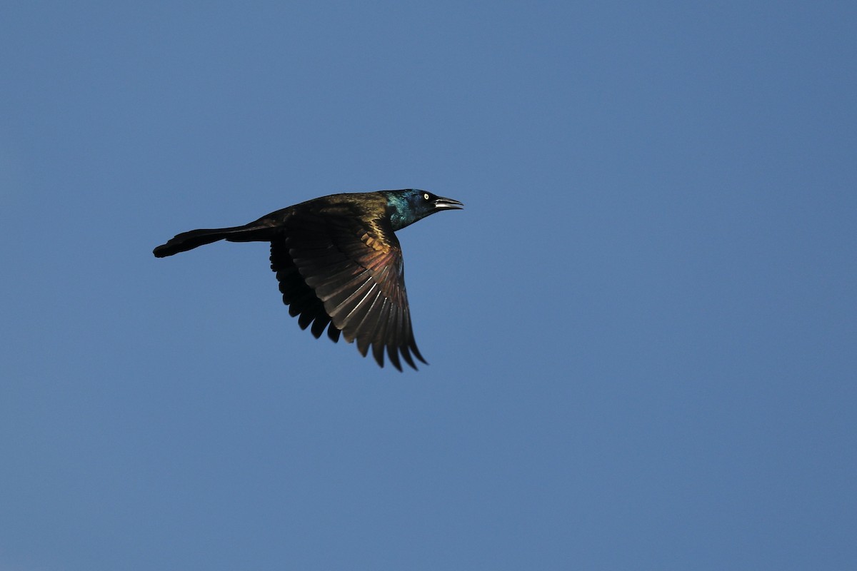 Common Grackle - ML617134988