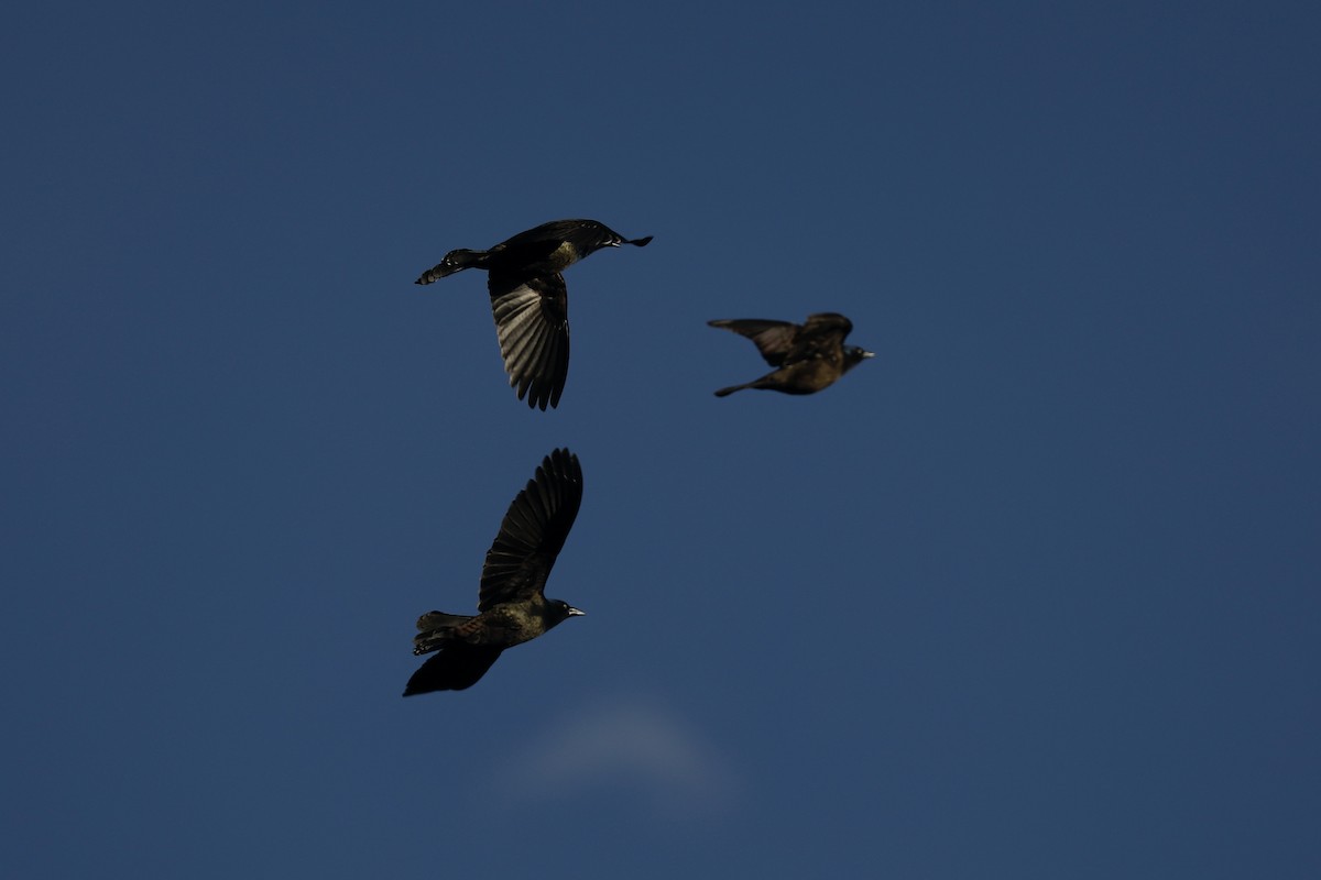 Common Grackle - Paul Bonfils