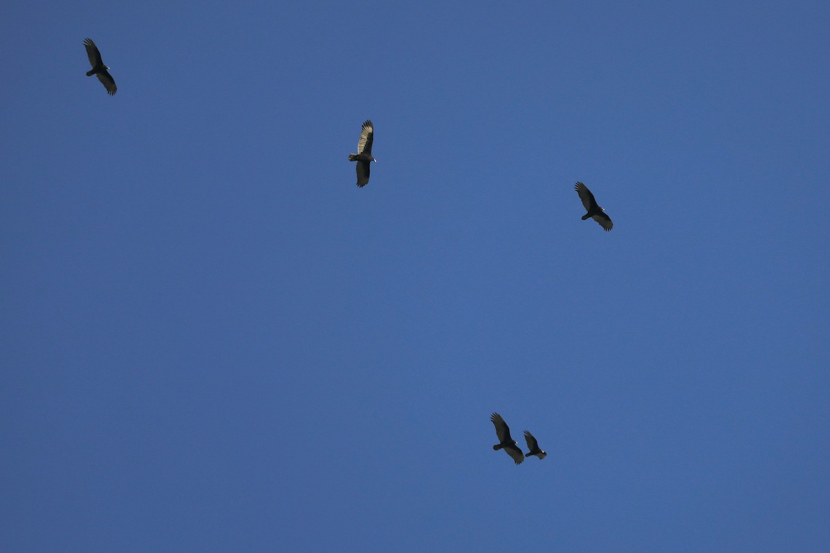 Turkey Vulture - ML617134996