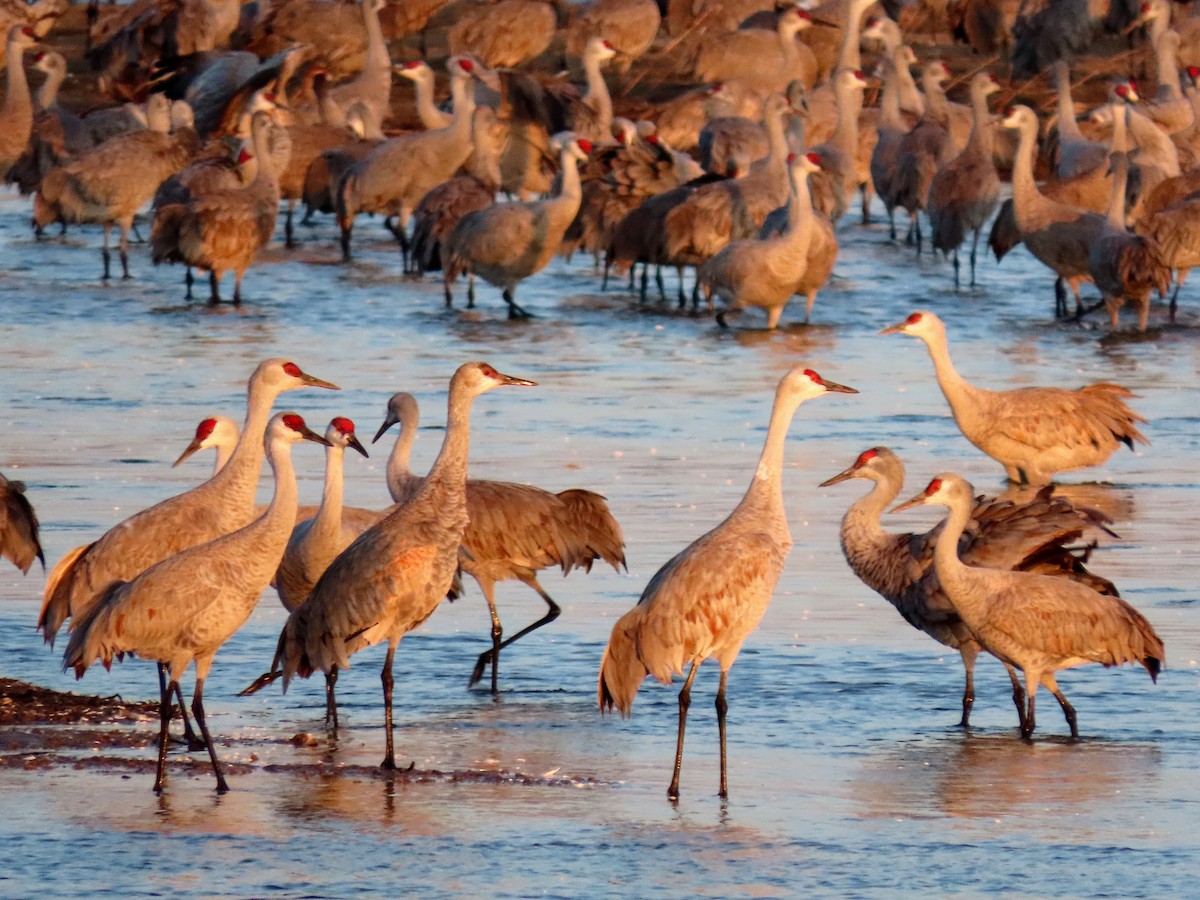 Sandhill Crane - ML617135006