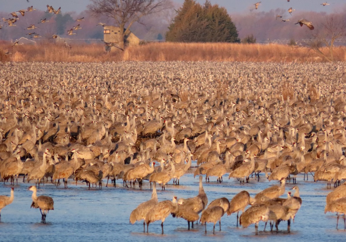 Sandhill Crane - ML617135009