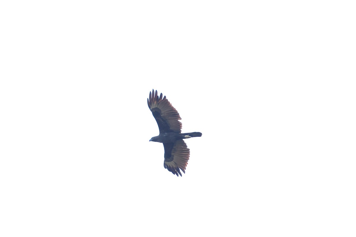 Changeable Hawk-Eagle (Changeable) - ML617135019