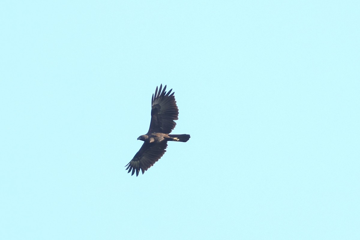 Changeable Hawk-Eagle (Changeable) - ML617135021