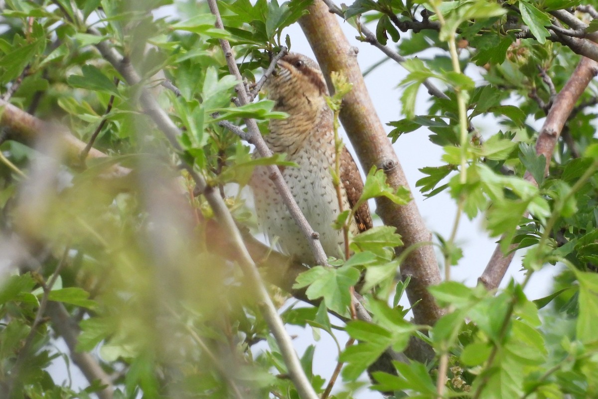 Eurasian Wryneck - ML617135025