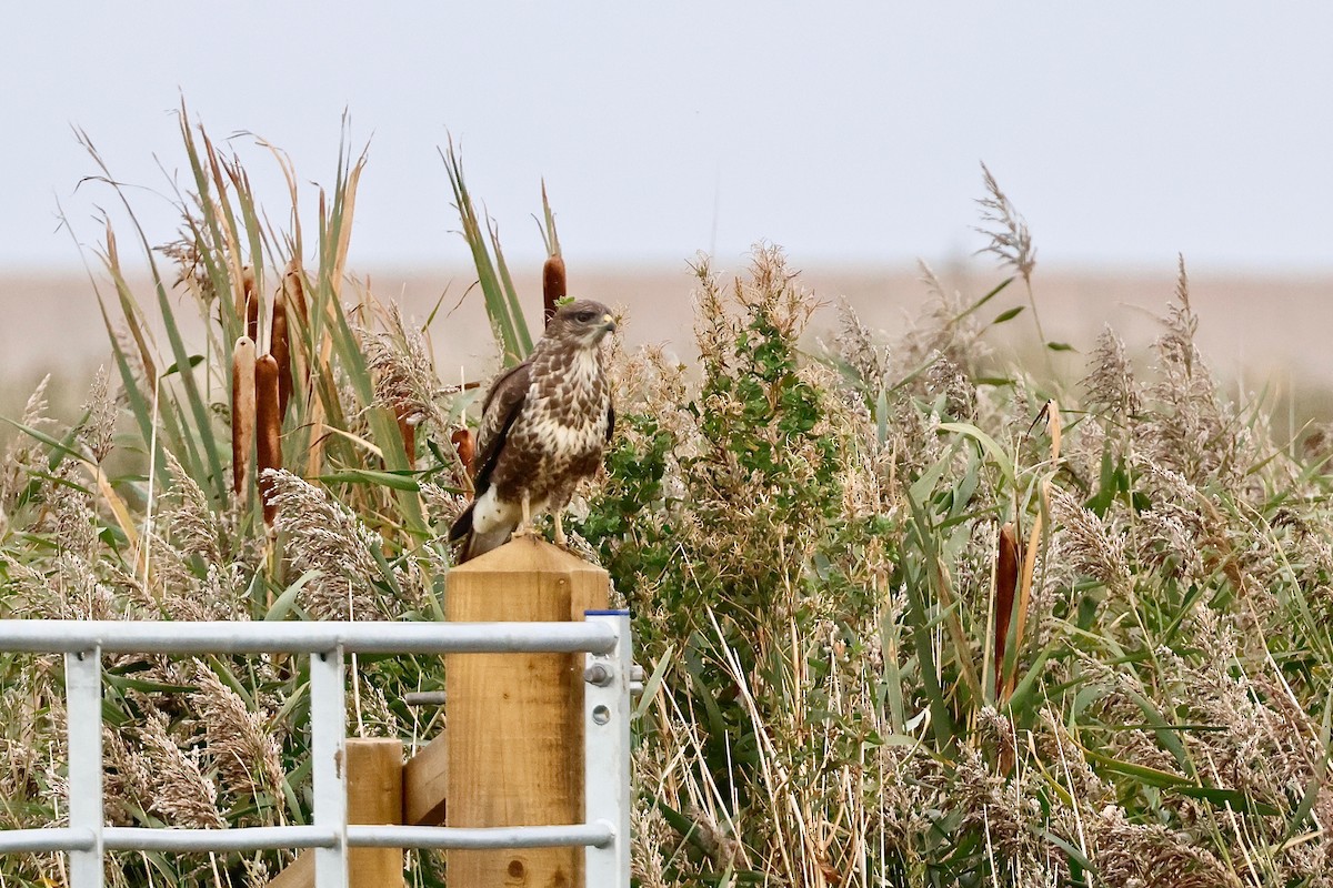 Common Buzzard - Martin Hosier