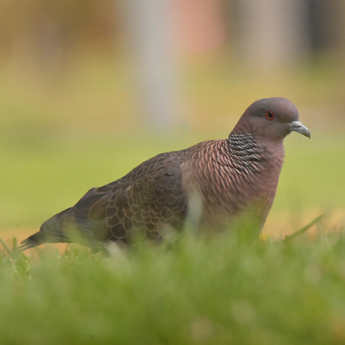 Picazuro Pigeon - Carlos De Biagi