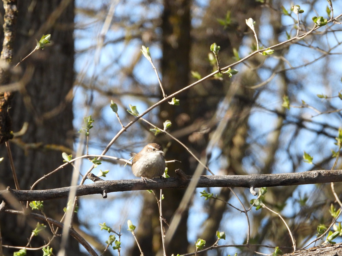 Bewick's Wren - ML617135082