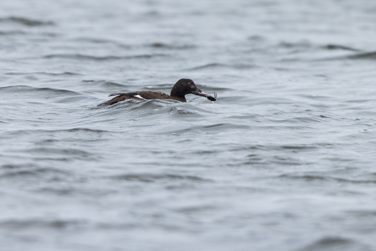 White-winged Scoter - ML617135092