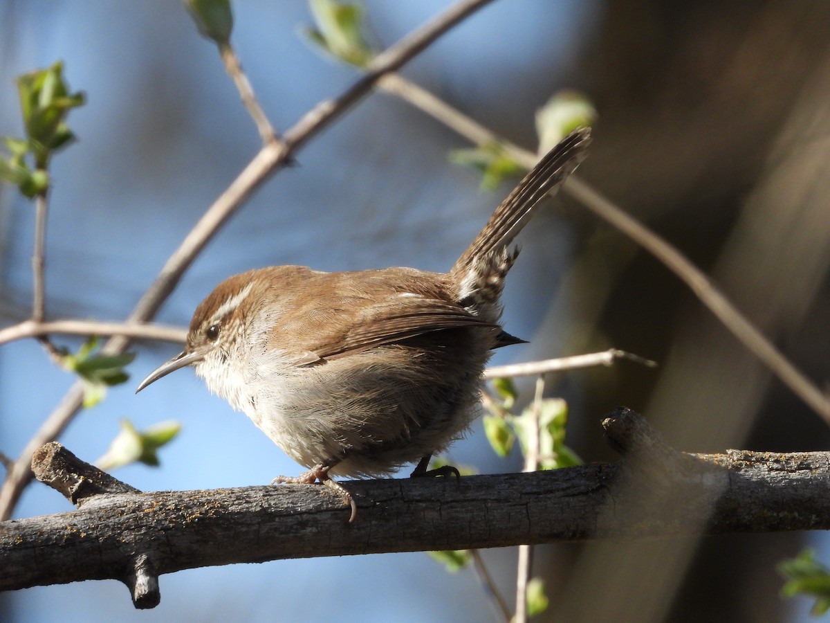 Bewick's Wren - ML617135094