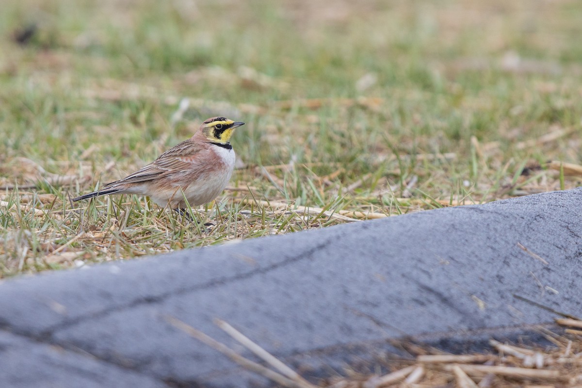 Horned Lark - ML617135101