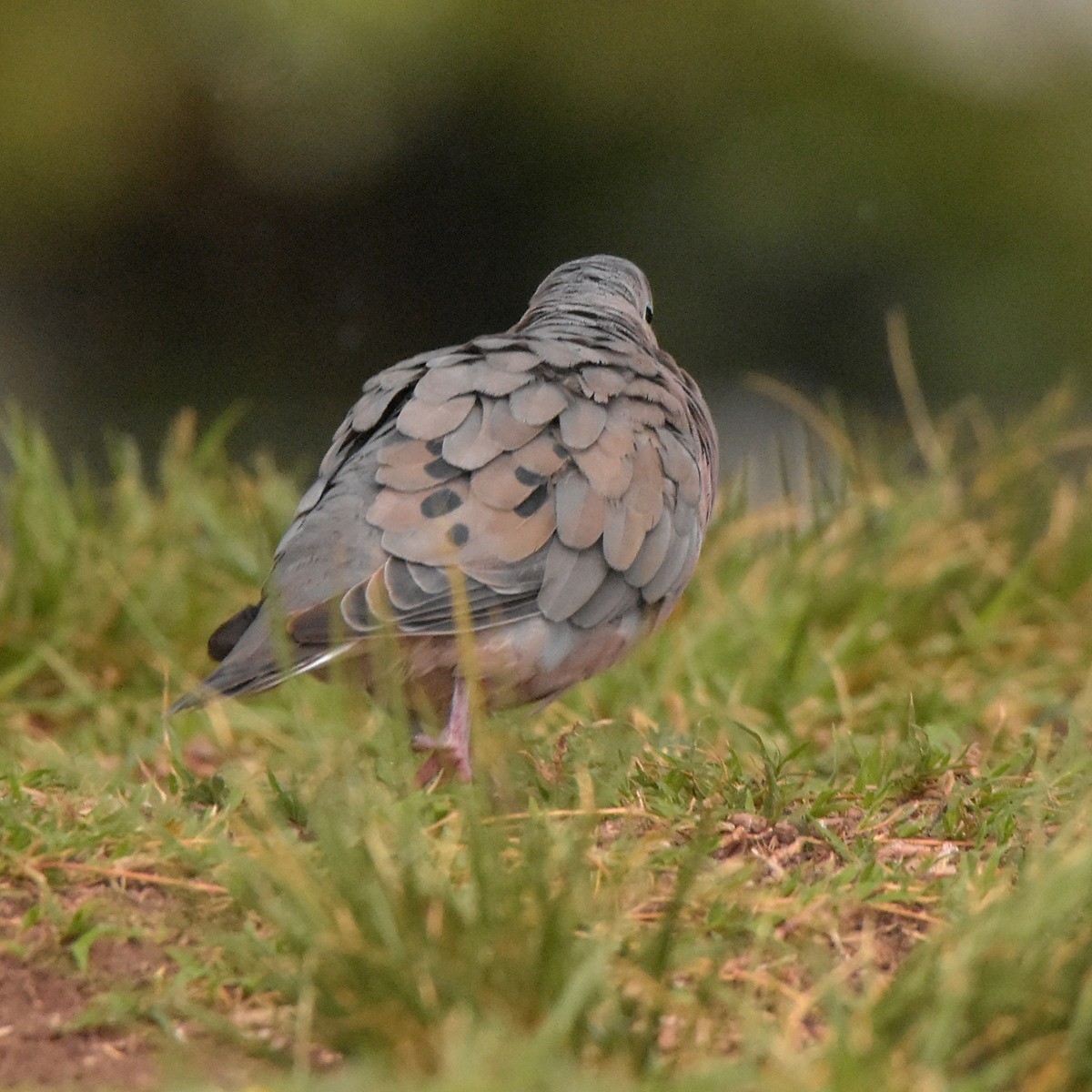 Eared Dove - ML617135105