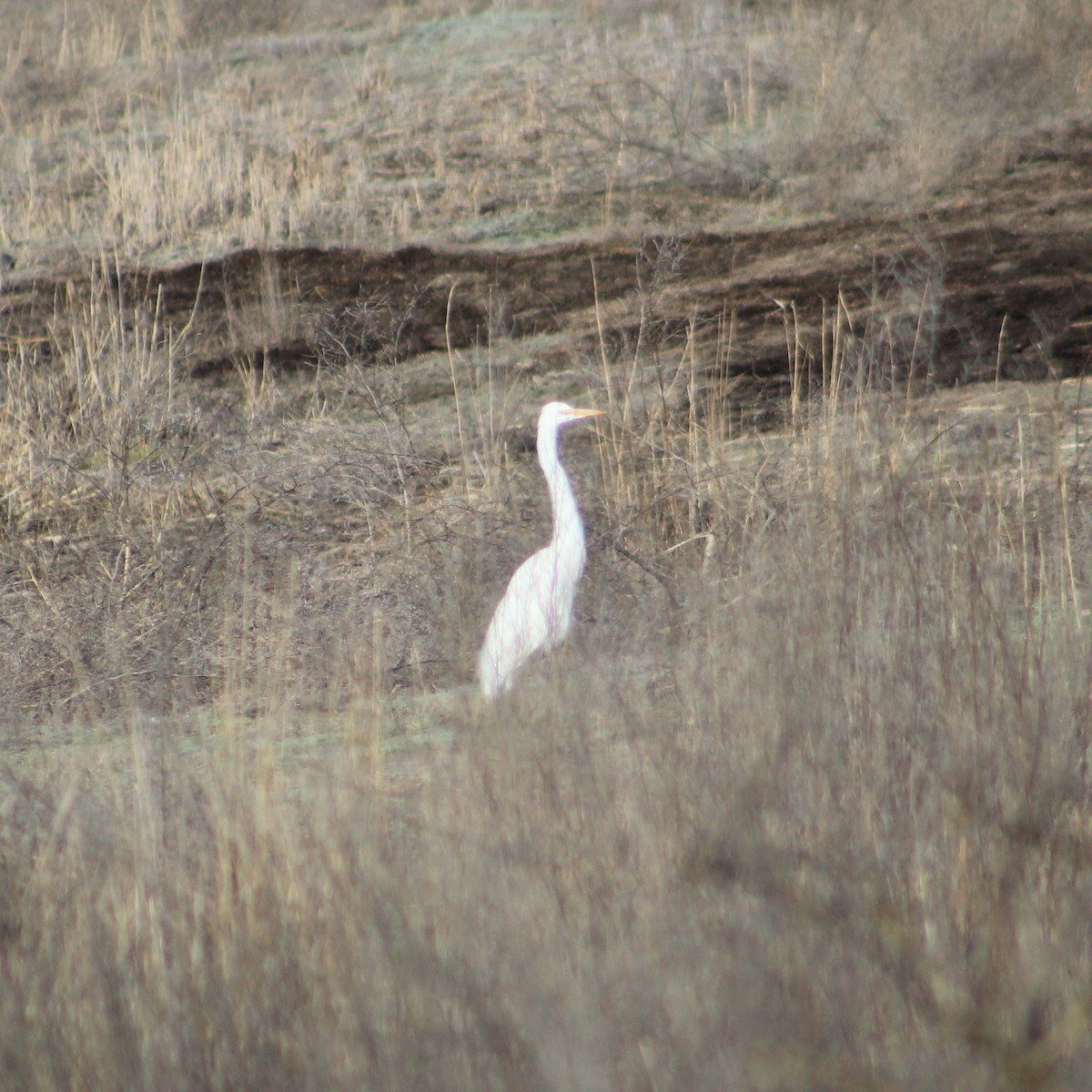 Great Egret - ML617135122