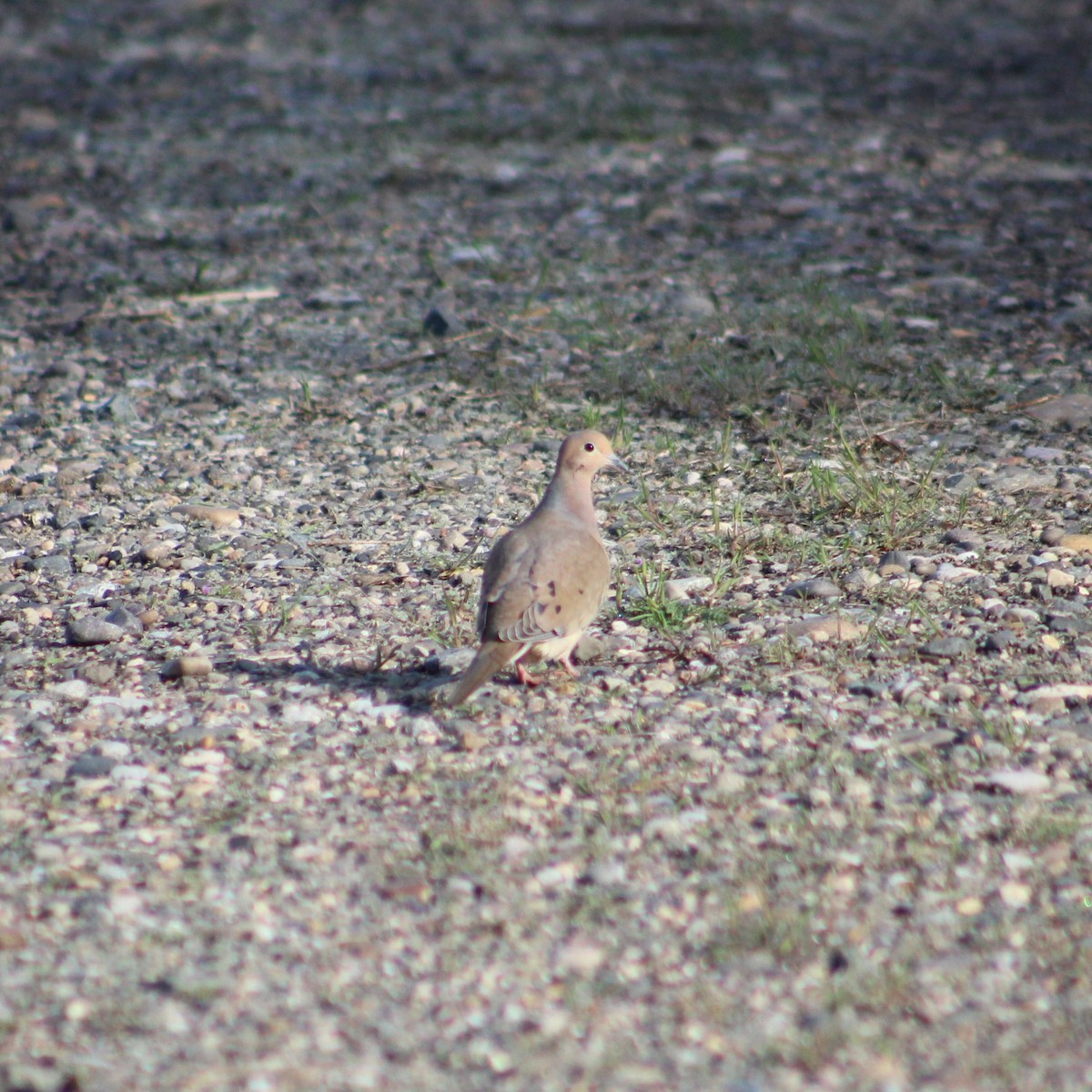 Mourning Dove - ML617135142