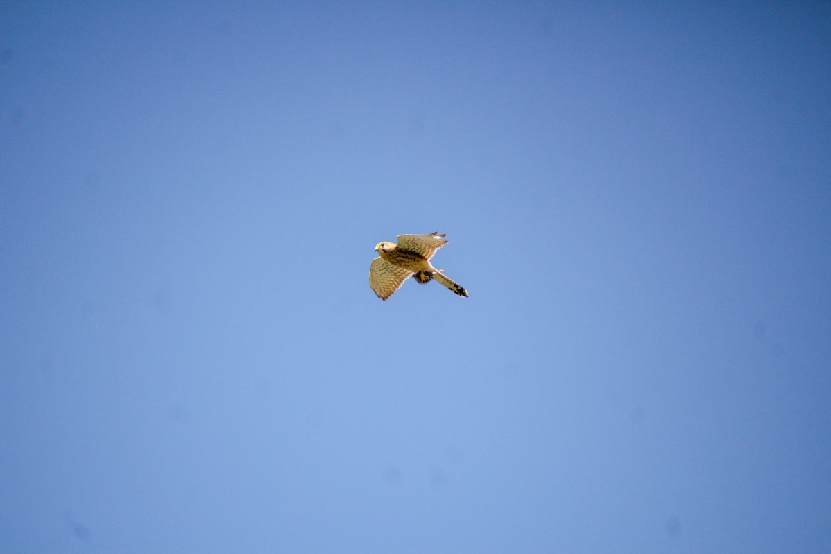 Eurasian Kestrel - Guillaume Calcagni