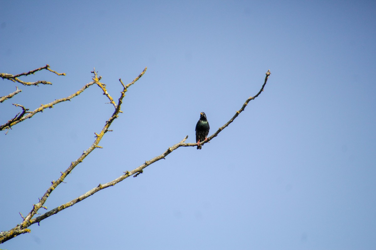 European Starling - Guillaume Calcagni