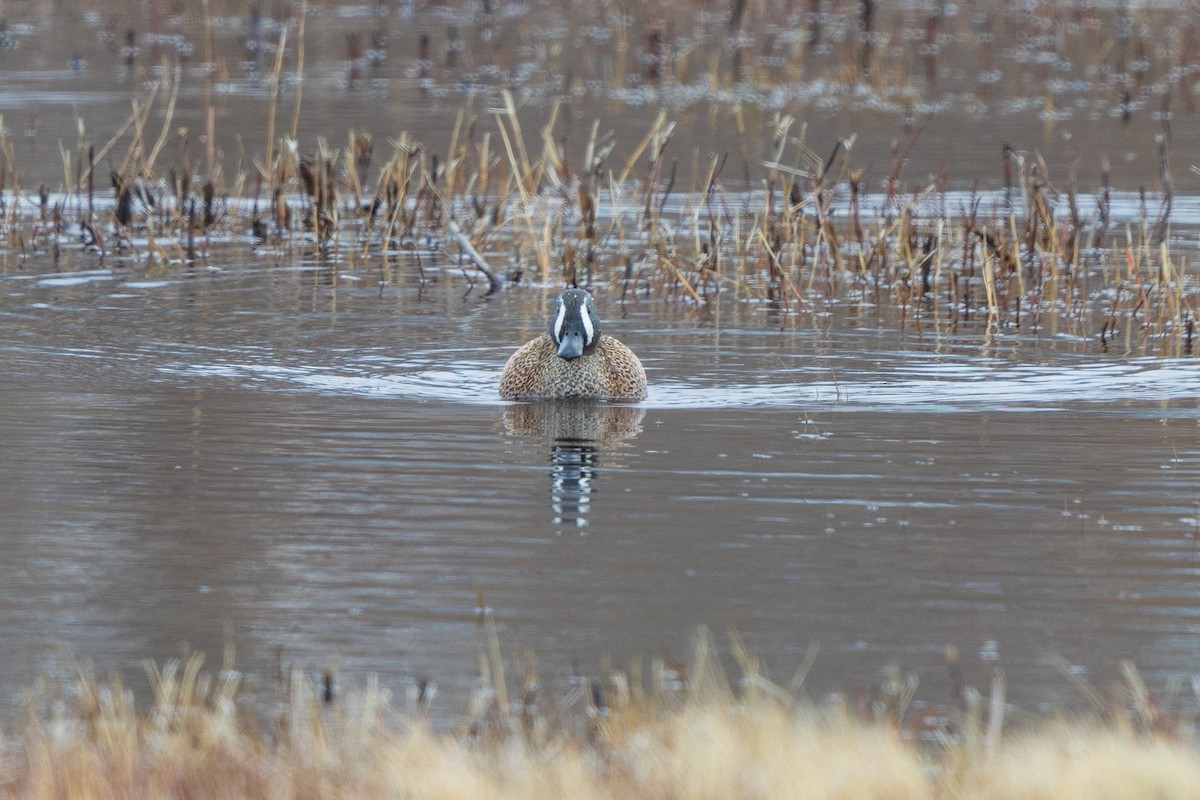 eBird Checklist - 7 Apr 2024 - Parker River NWR--North Pool Overlook ...