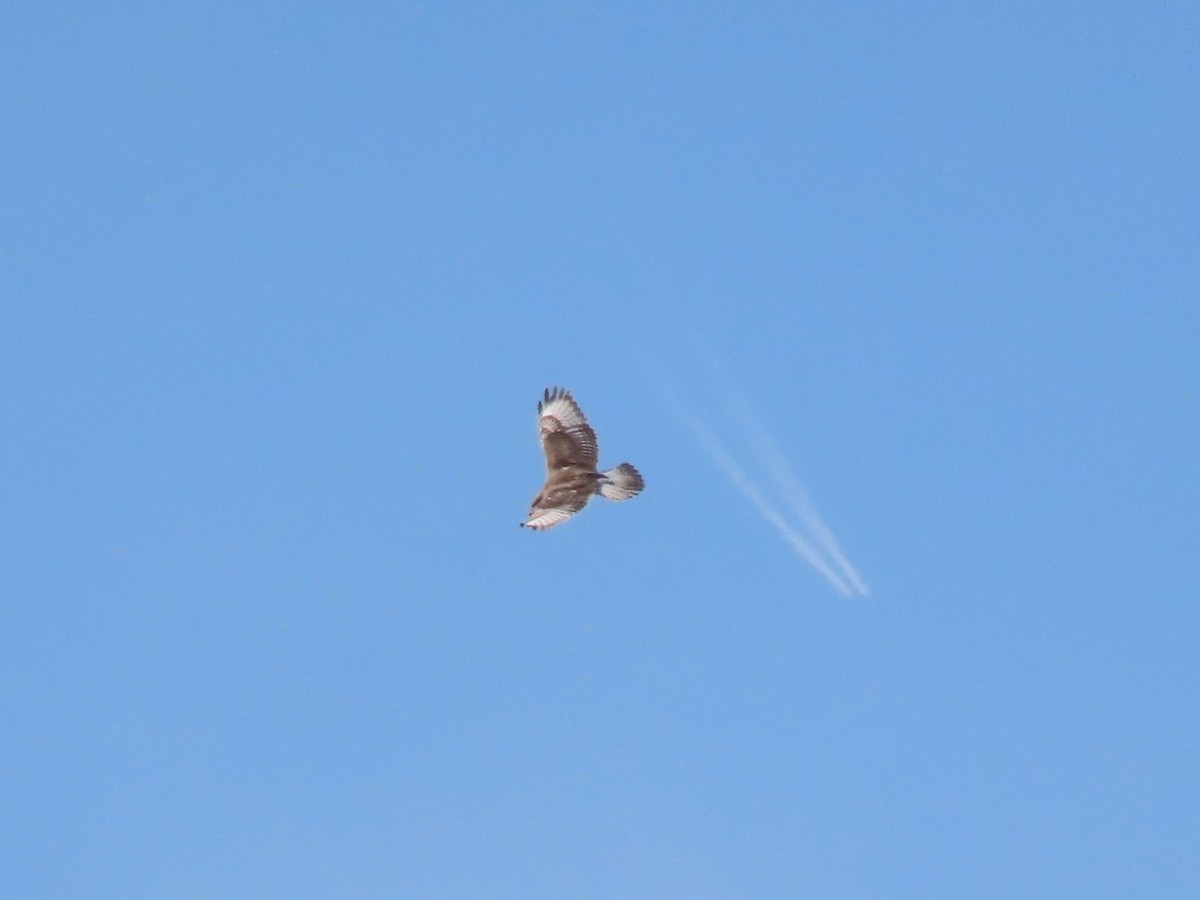 Ferruginous Hawk - ML617135207