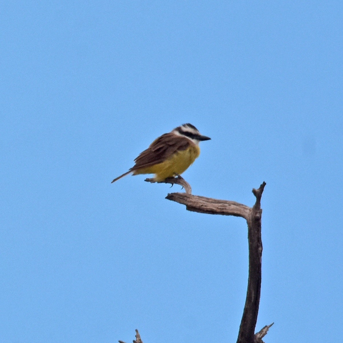 Great Kiskadee - ML617135219