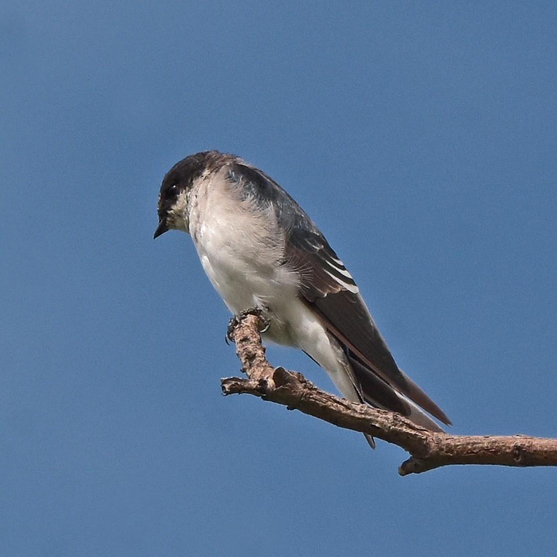 Chilean Swallow - ML617135245