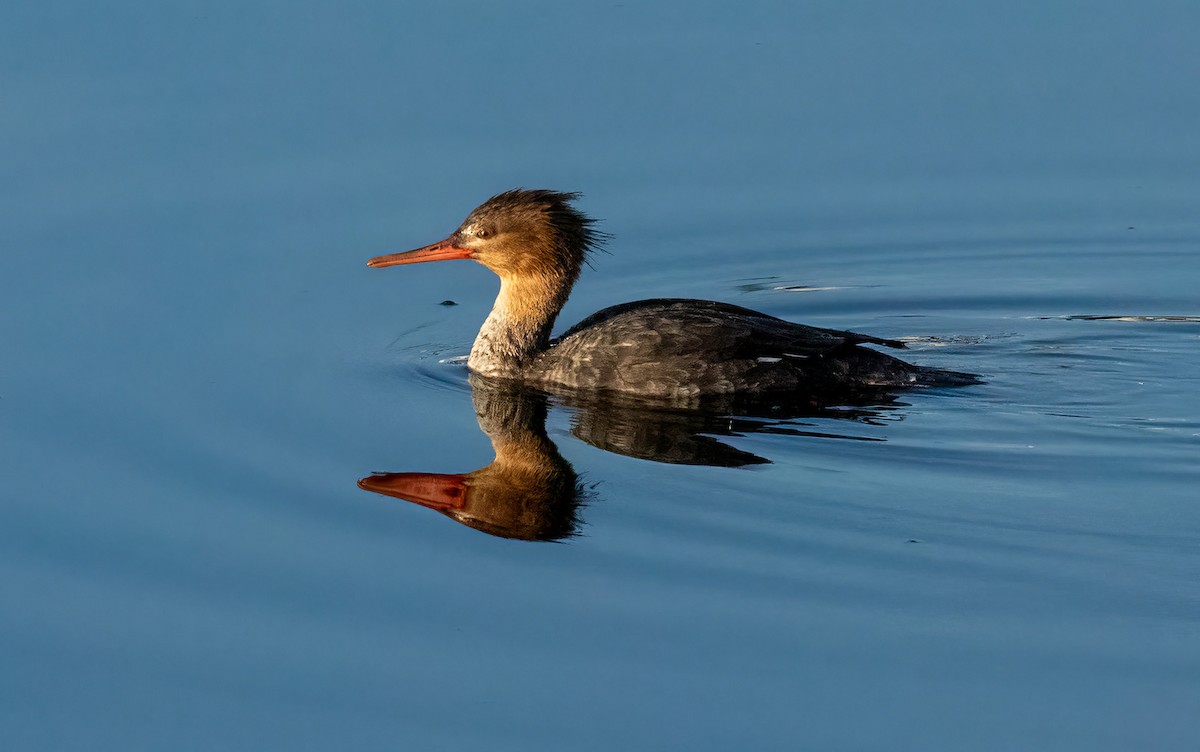 Red-breasted Merganser - Charles Dodd