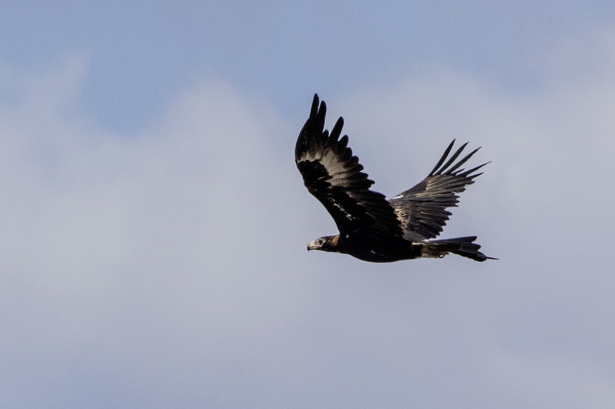 Wedge-tailed Eagle - Fernando del Valle