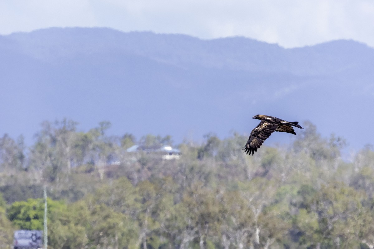 Wedge-tailed Eagle - Fernando del Valle