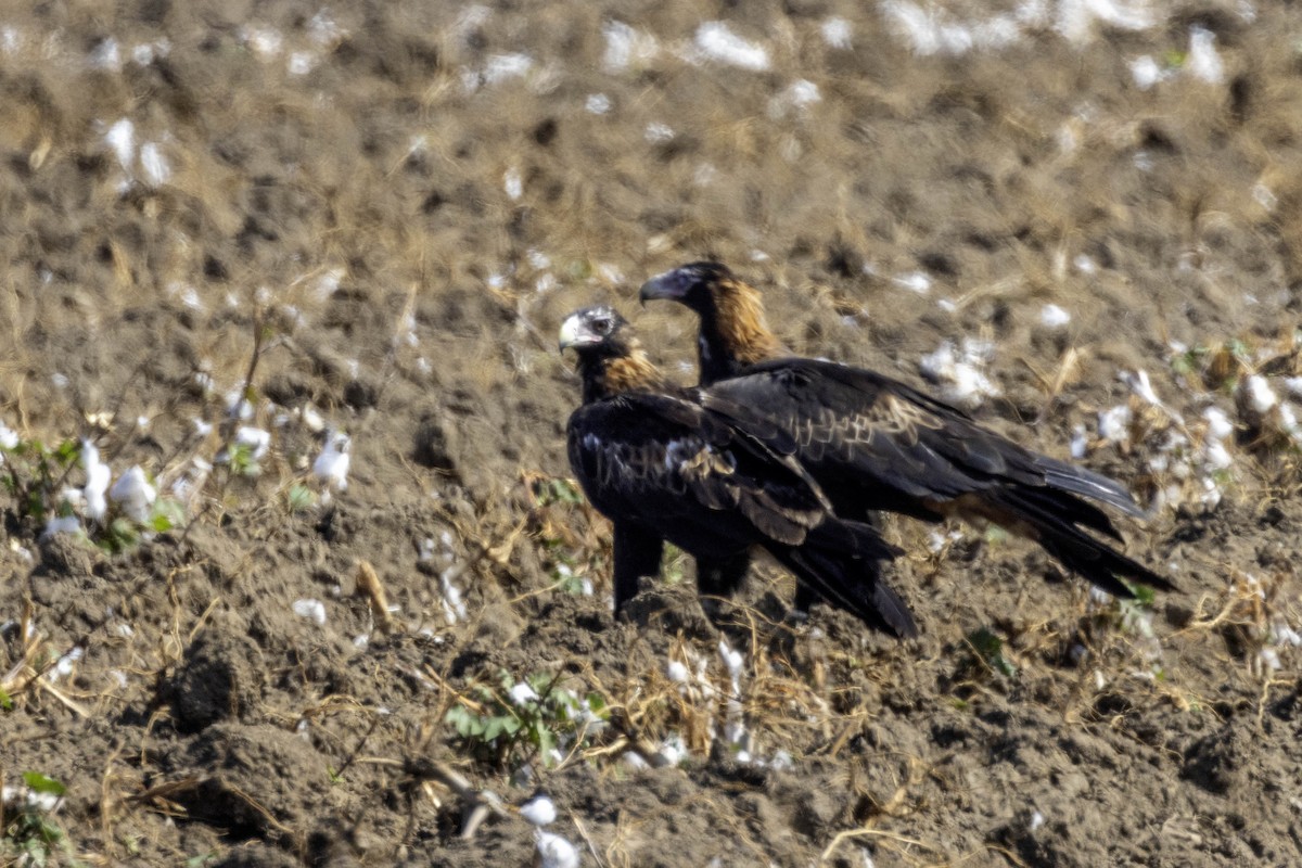 Wedge-tailed Eagle - Fernando del Valle