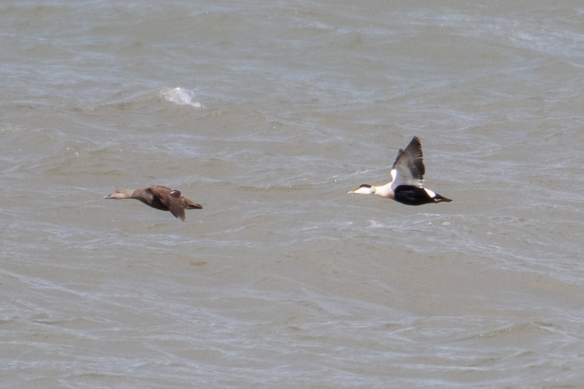 Common Eider - ML617135306