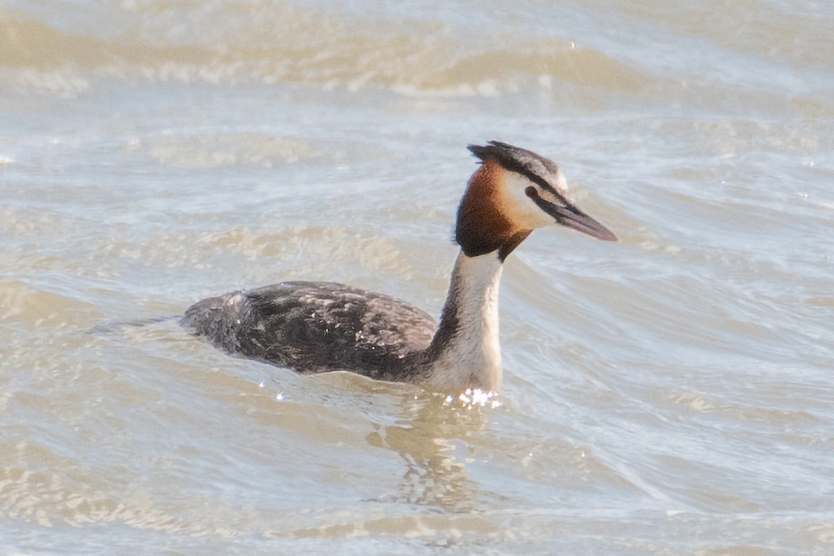 Great Crested Grebe - ML617135320