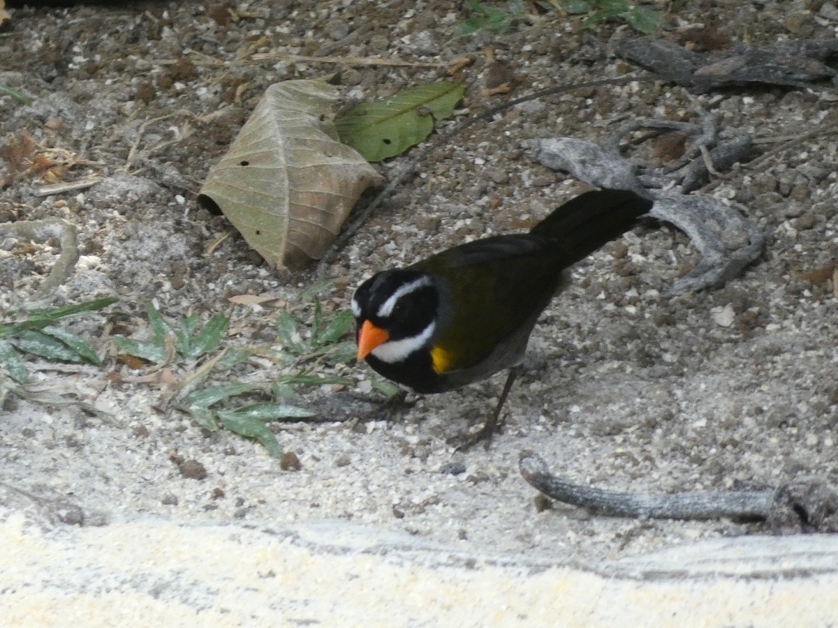 Orange-billed Sparrow - ML617135321