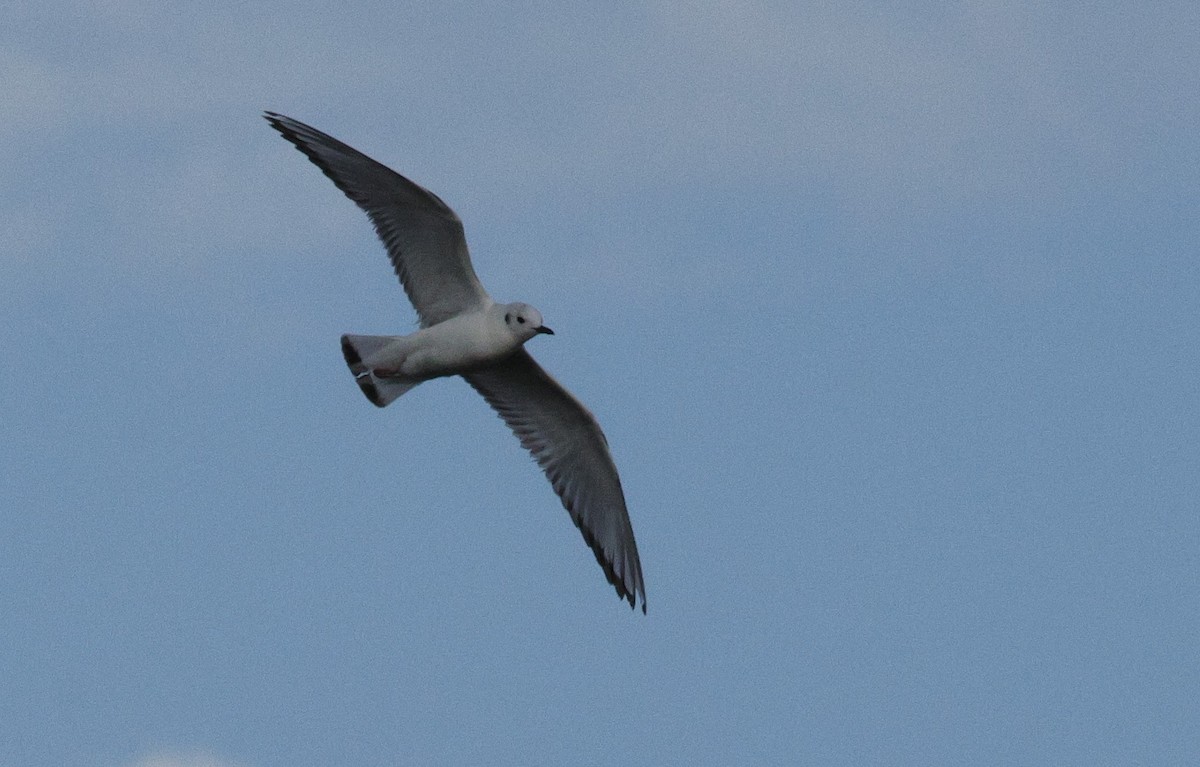 Bonaparte's Gull - ML617135324