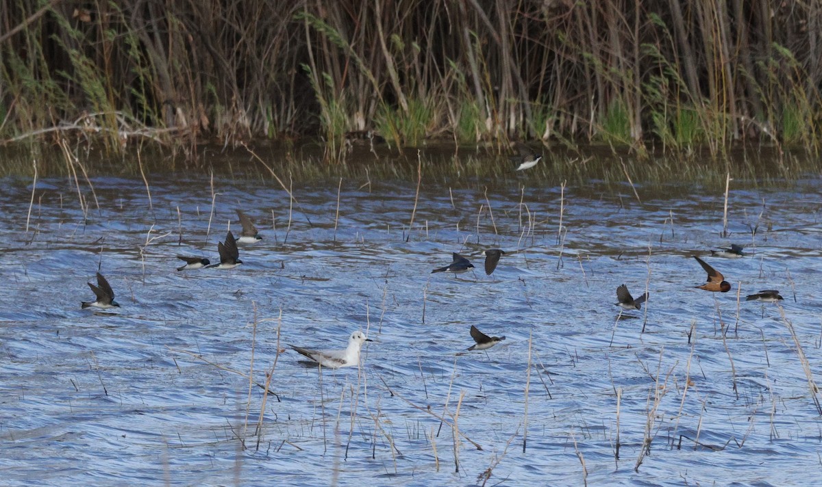 Bonaparte's Gull - ML617135327